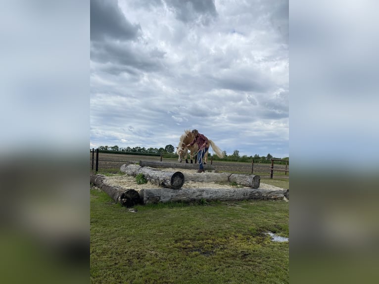 Haflinger Wallach 4 Jahre 152 cm Fuchs in Gifhorn