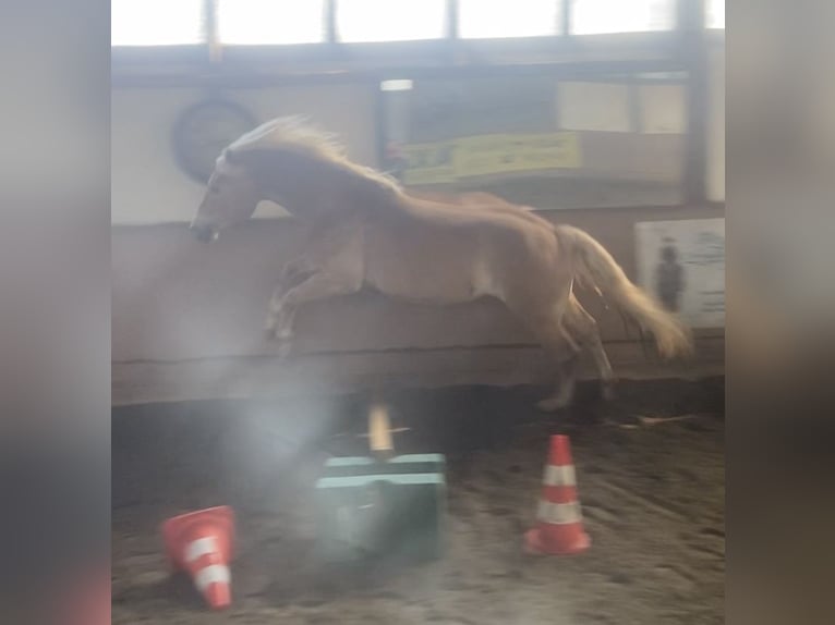 Haflinger Wallach 4 Jahre 152 cm Fuchs in Gifhorn