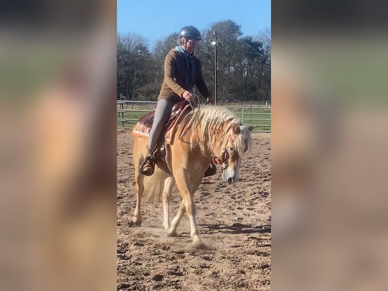 Haflinger Wallach 4 Jahre 152 cm Fuchs in Gifhorn