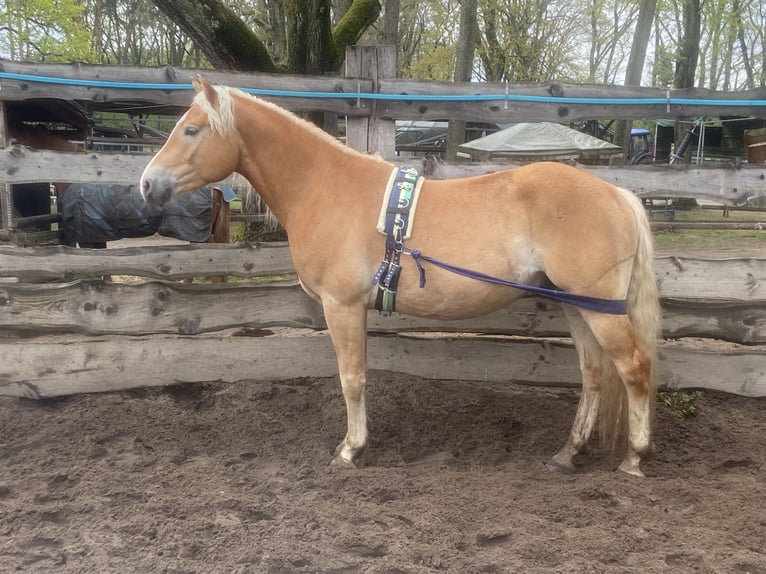 Haflinger Wallach 4 Jahre 152 cm Fuchs in Gifhorn