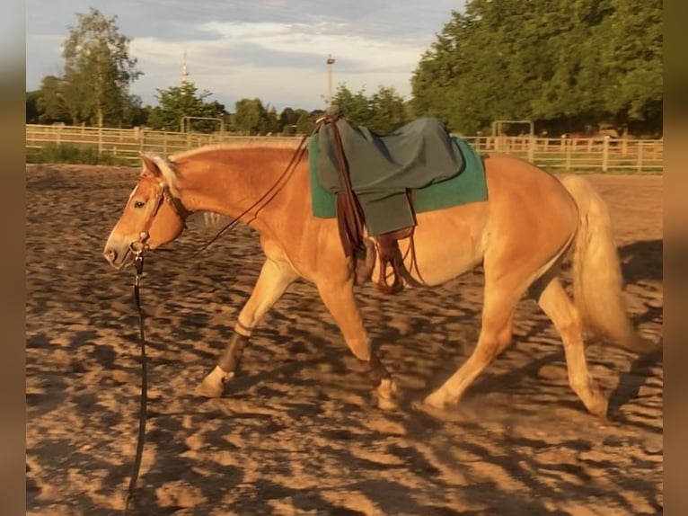 Haflinger Wallach 4 Jahre 152 cm Fuchs in Gifhorn