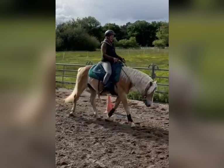 Haflinger Wallach 4 Jahre 152 cm Fuchs in Gifhorn