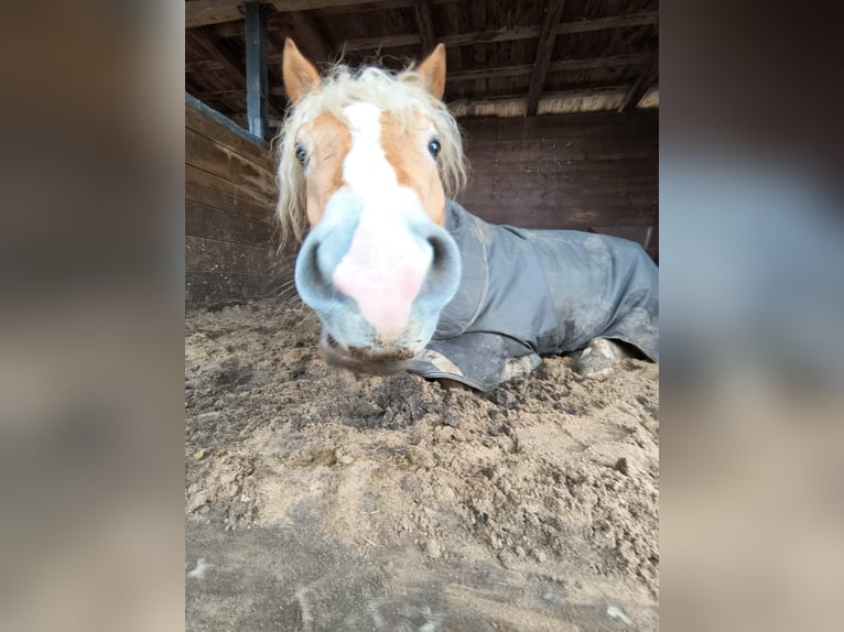 Haflinger Wallach 4 Jahre 152 cm Fuchs in Gifhorn