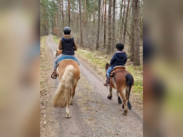 Haflinger Wallach 4 Jahre 152 cm Fuchs in Gifhorn
