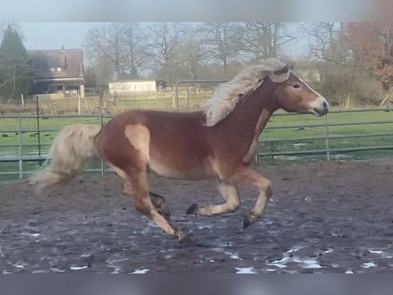 Haflinger Wallach 4 Jahre 152 cm Fuchs in Gifhorn