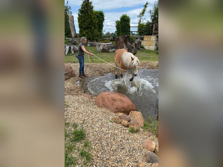 Haflinger Wallach 4 Jahre 152 cm Fuchs in Gifhorn