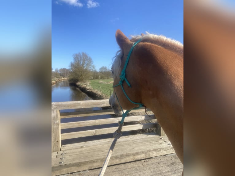 Haflinger Wallach 4 Jahre 152 cm Fuchs in Gifhorn