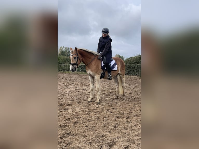 Haflinger Wallach 4 Jahre 153 cm in Trebbin