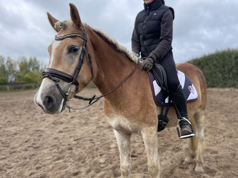 Haflinger Wallach 4 Jahre 153 cm in Trebbin