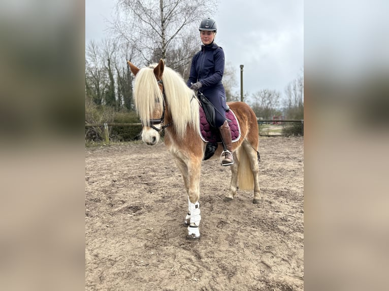 Haflinger Wallach 4 Jahre 153 cm in Trebbin