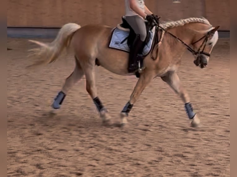 Haflinger Wallach 4 Jahre 153 cm in Heilbronn