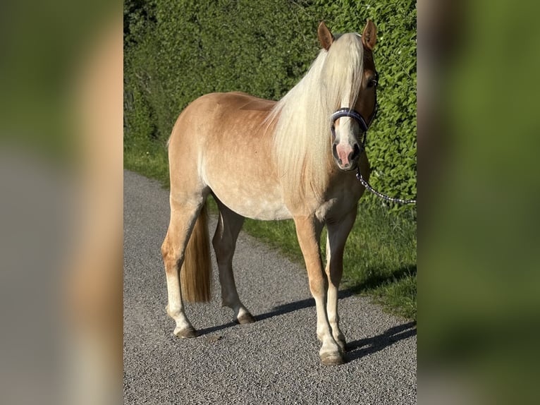 Haflinger Wallach 4 Jahre 153 cm in Heilbronn