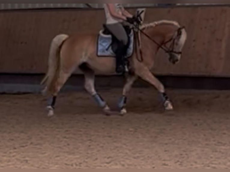 Haflinger Wallach 4 Jahre 153 cm in Heilbronn