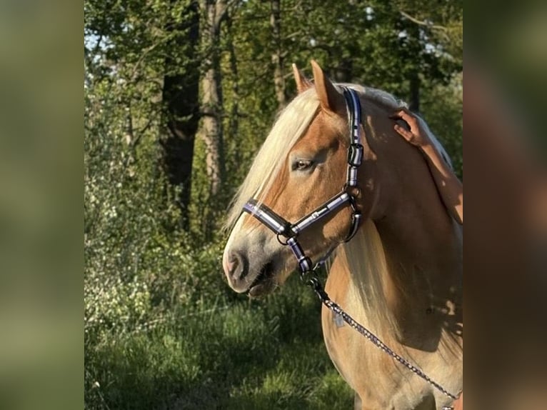Haflinger Wallach 4 Jahre 153 cm in Heilbronn