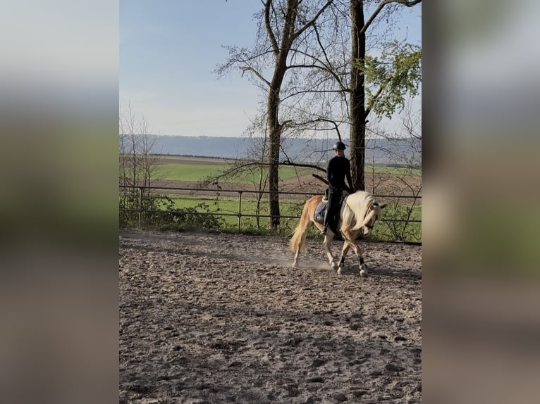 Haflinger Wallach 4 Jahre 153 cm in Heilbronn