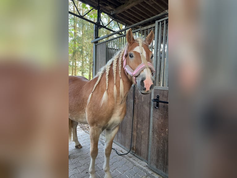 Haflinger Wallach 4 Jahre 153 cm in Heilbronn