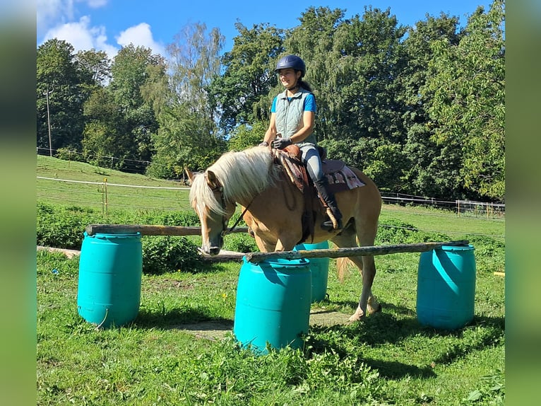 Haflinger Wallach 4 Jahre 153 cm Fuchs in Bayerbach