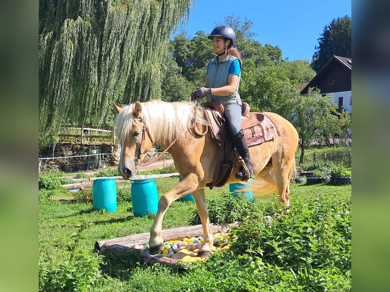 Haflinger Wallach 4 Jahre 153 cm Fuchs in Bayerbach