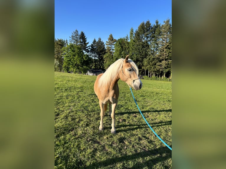 Haflinger Wallach 4 Jahre 154 cm Fuchs in Bad Münstereifel