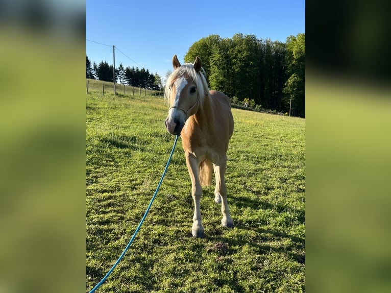 Haflinger Wallach 4 Jahre 154 cm Fuchs in Bad Münstereifel