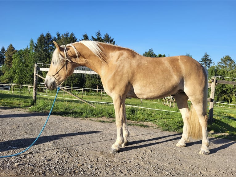 Haflinger Wallach 4 Jahre 154 cm Fuchs in Bad Münstereifel