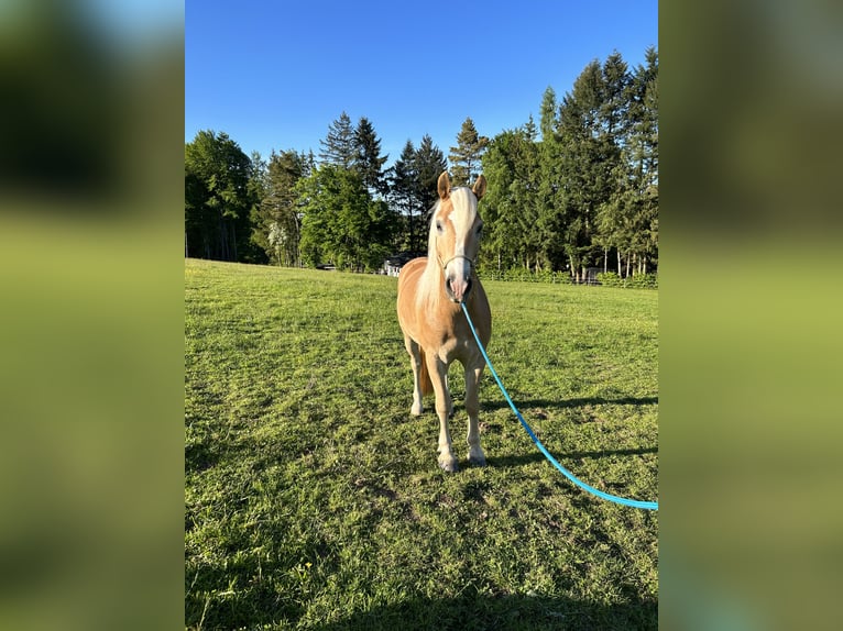 Haflinger Wallach 4 Jahre 154 cm Fuchs in Bad Münstereifel