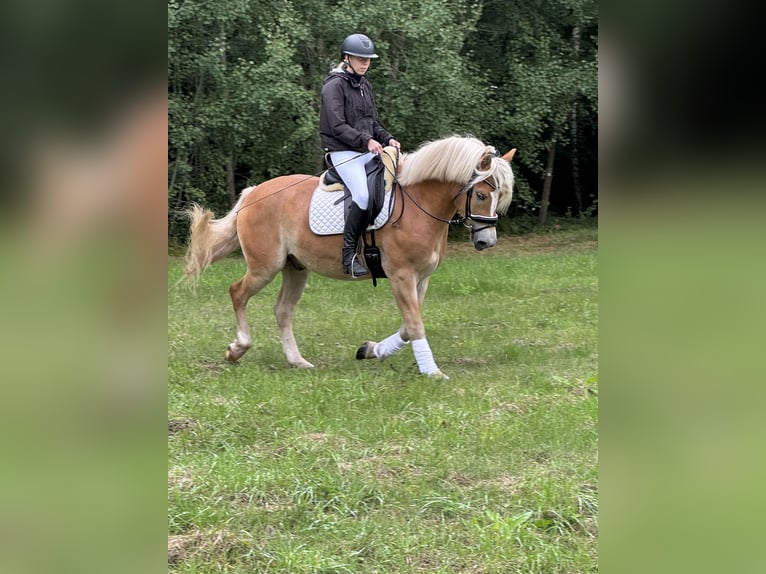 Haflinger Wallach 4 Jahre 154 cm Fuchs in Bleckede