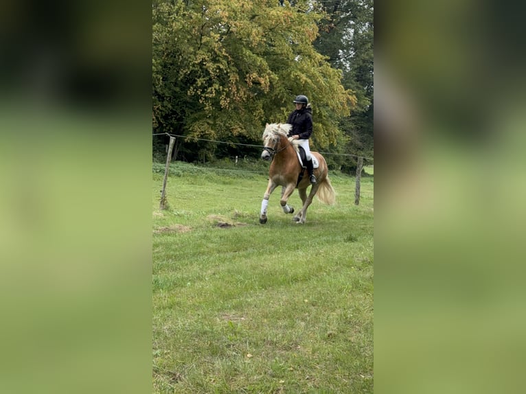 Haflinger Wallach 4 Jahre 154 cm Fuchs in Bleckede
