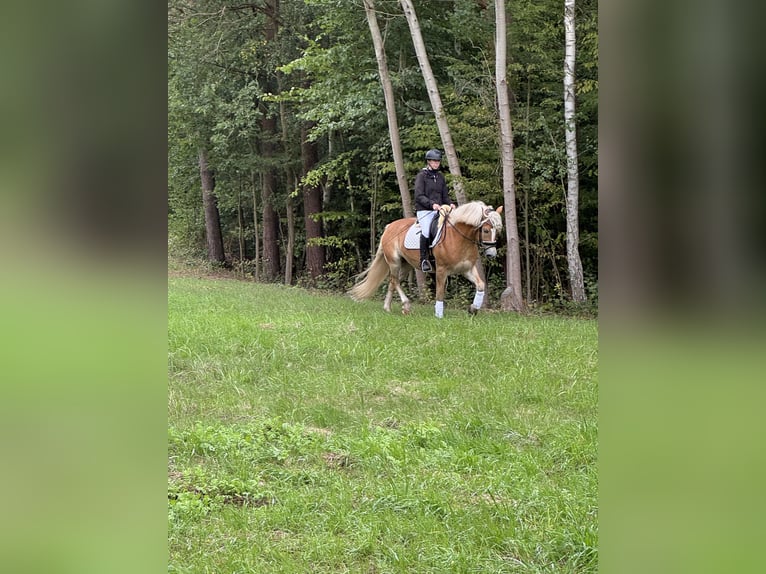 Haflinger Wallach 4 Jahre 154 cm Fuchs in Bleckede