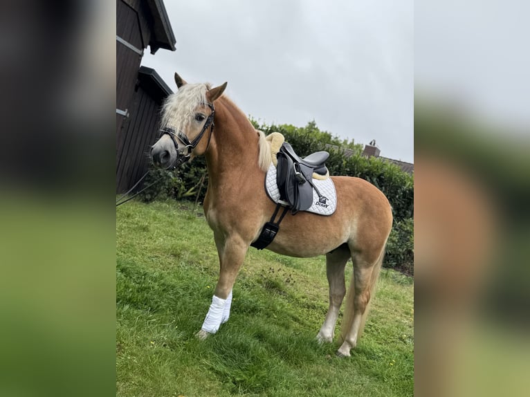 Haflinger Wallach 4 Jahre 154 cm Fuchs in Bleckede