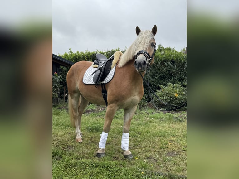 Haflinger Wallach 4 Jahre 154 cm Fuchs in Bleckede