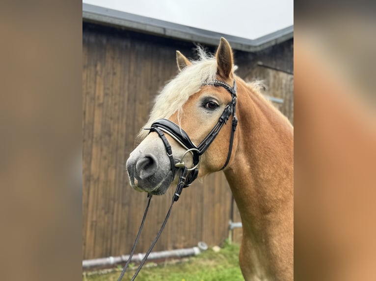 Haflinger Wallach 4 Jahre 154 cm Fuchs in Bleckede