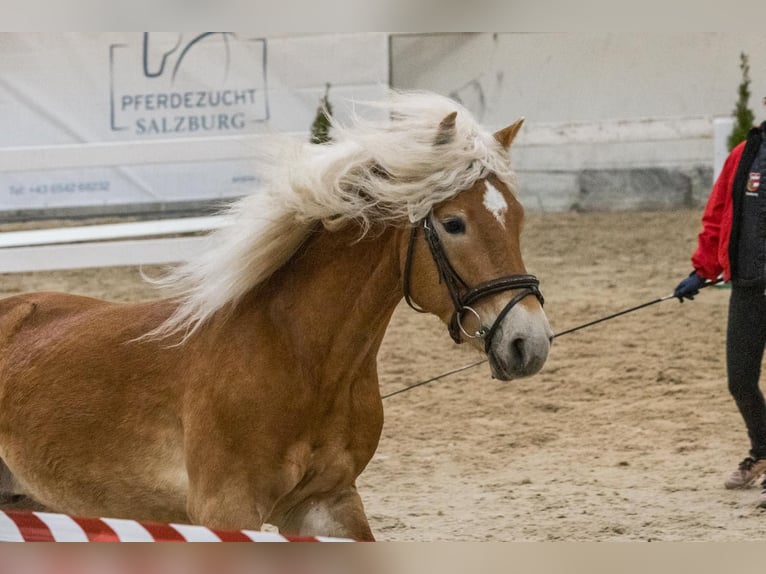 Haflinger Wallach 4 Jahre 154 cm Fuchs in Obertrum am See