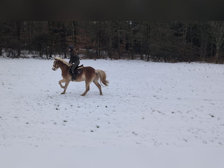 Haflinger Wallach 4 Jahre 154 cm Rotfuchs in Morsbach