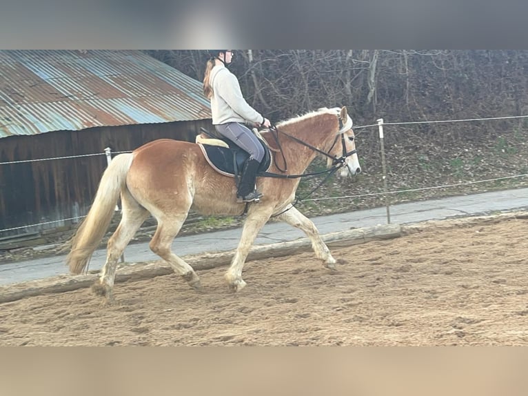 Haflinger Wallach 4 Jahre 154 cm Rotfuchs in Morsbach