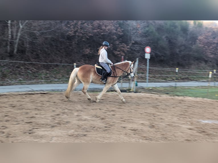 Haflinger Wallach 4 Jahre 154 cm Rotfuchs in Morsbach