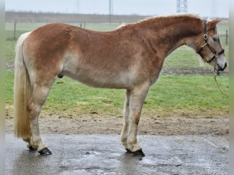 Haflinger Wallach 4 Jahre 154 cm Rotfuchs in Morsbach
