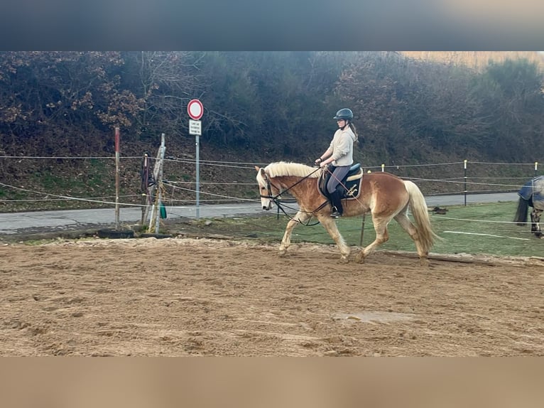 Haflinger Wallach 4 Jahre 154 cm Rotfuchs in Morsbach