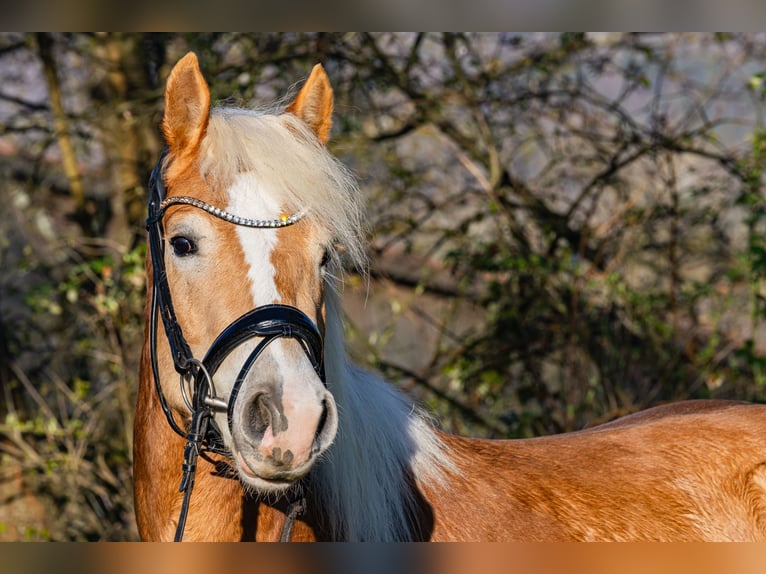 Haflinger Wallach 4 Jahre 155 cm Fuchs in Mömbris