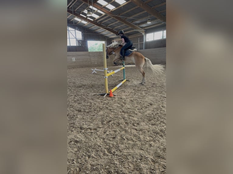 Haflinger Wallach 4 Jahre 155 cm Fuchs in Mühlfeld
