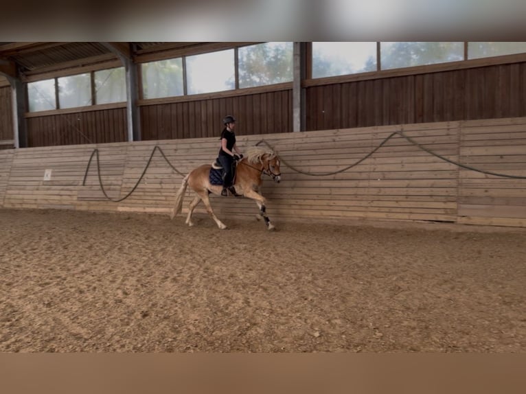 Haflinger Wallach 4 Jahre 155 cm Fuchs in Mühlfeld