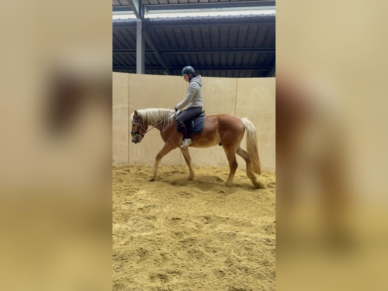 Haflinger Wallach 4 Jahre 155 cm Fuchs in Daleiden