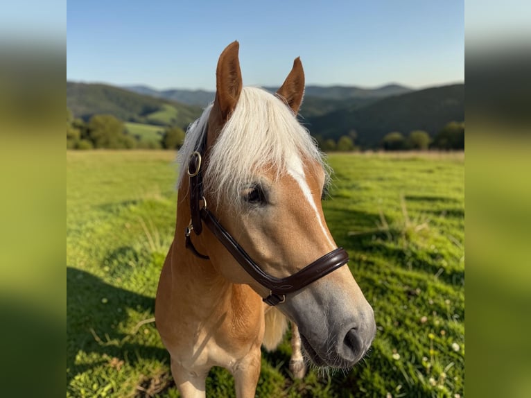 Haflinger Wallach 4 Jahre 155 cm Fuchs in Mainbernheim