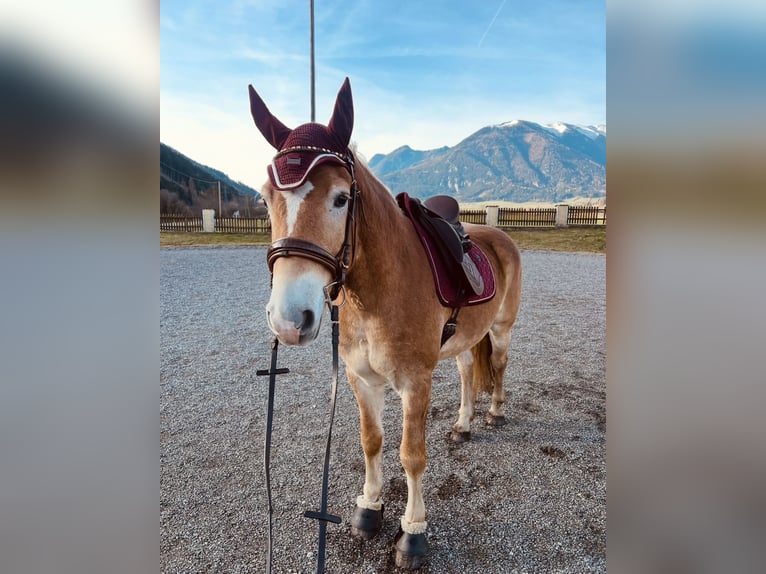 Haflinger Wallach 4 Jahre 156 cm Fuchs in Kammern