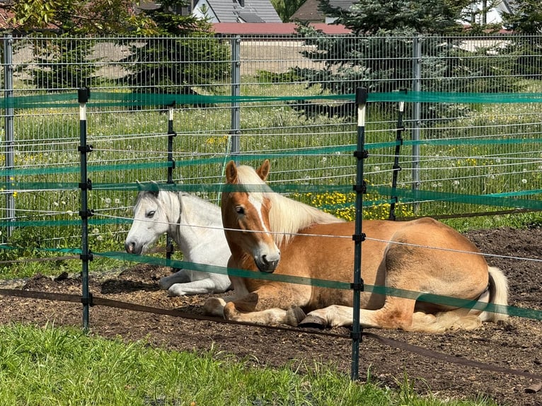 Haflinger Wallach 4 Jahre 159 cm in Wesseling