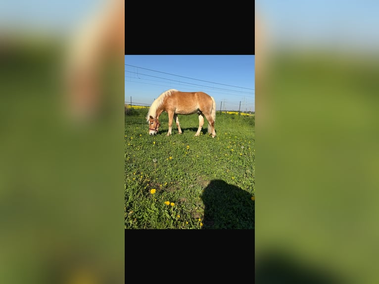 Haflinger Wallach 4 Jahre 159 cm in Wesseling