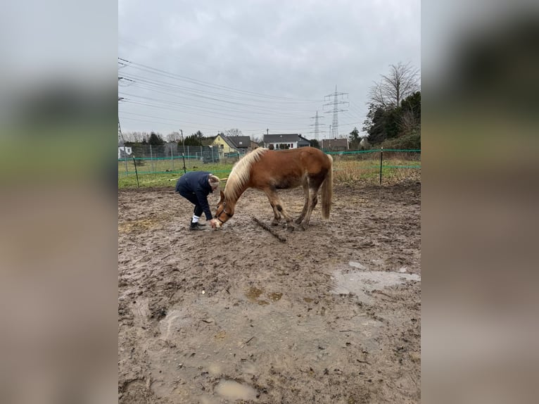 Haflinger Wallach 4 Jahre 159 cm in Wesseling