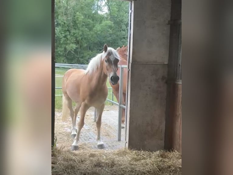 Haflinger Wallach 4 Jahre 159 cm in Wesseling