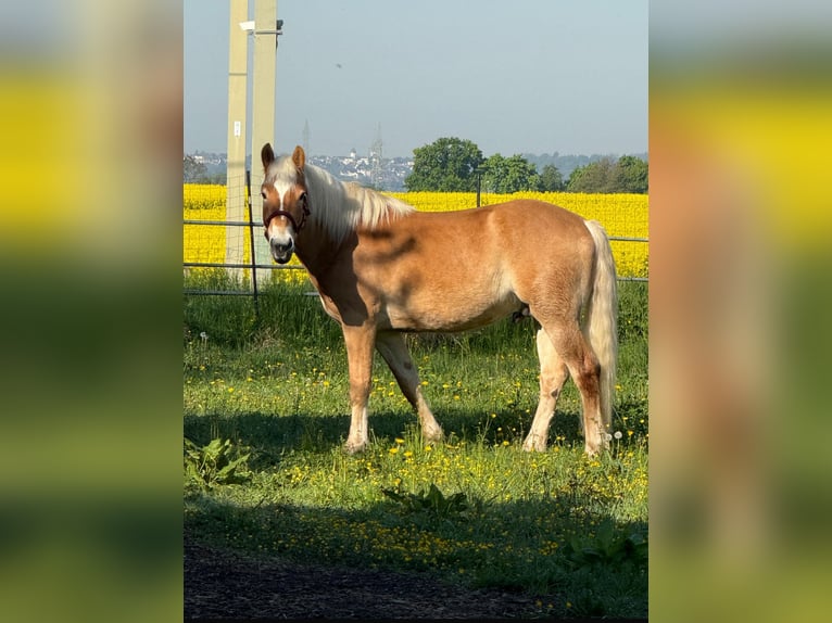 Haflinger Wallach 4 Jahre 159 cm in Wesseling