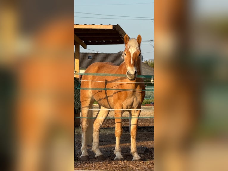 Haflinger Wallach 4 Jahre 159 cm in Wesseling